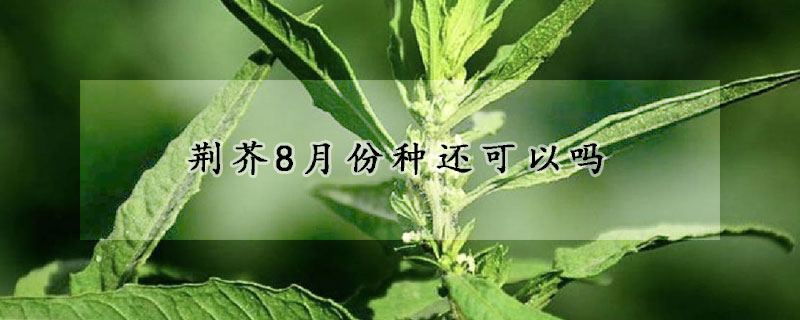 荊芥8月份種還可以嗎