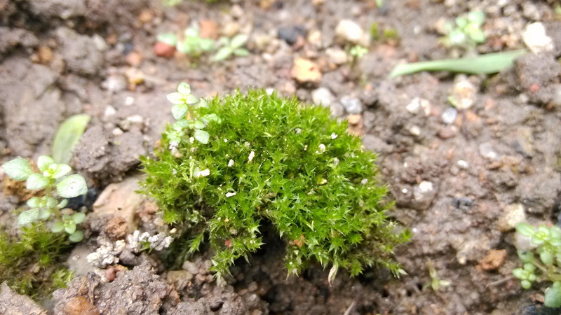 苔蘚長什麼樣子