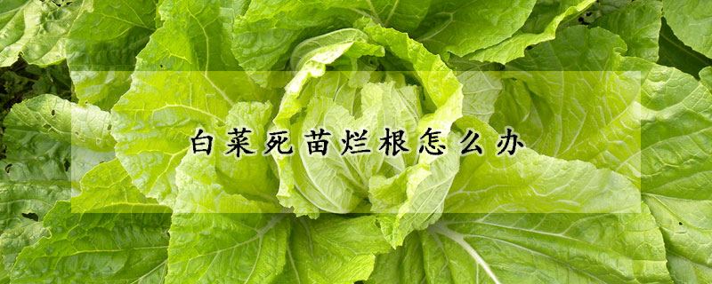 白菜死苗爛根怎麼辦