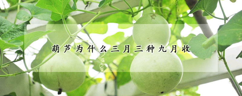 葫蘆為什麼三月三種九月收