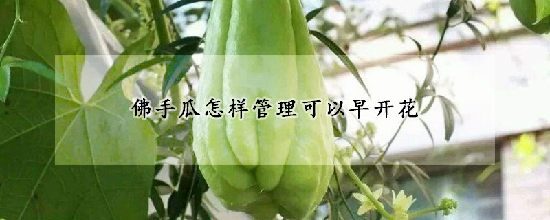 佛手瓜怎樣管理可以早開花