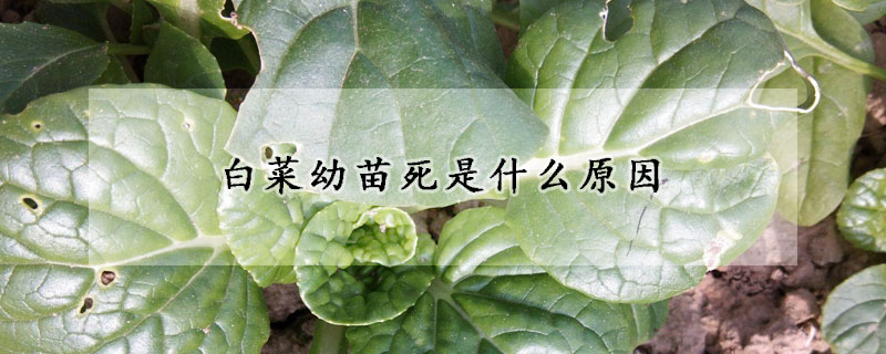 白菜幼苗死是什麼原因