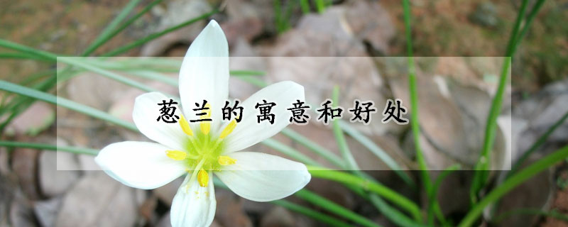 蔥蘭的寓意和好處