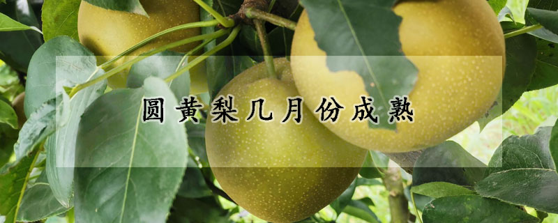 圓黃梨幾月份成熟