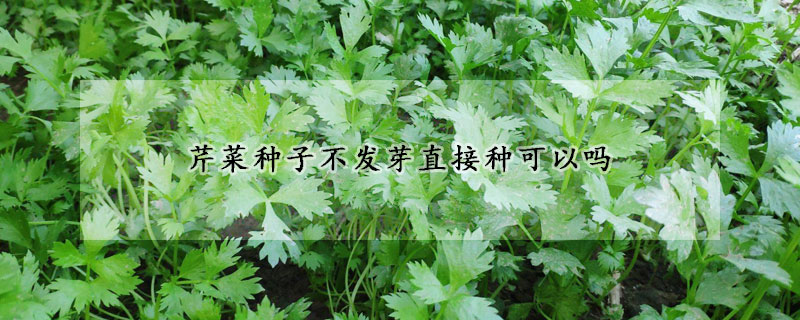 芹菜種子不發芽直接種可以嗎