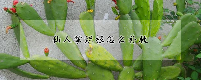 仙人掌爛根怎麼補救