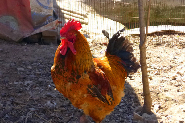 為什麼公雞會打鳴