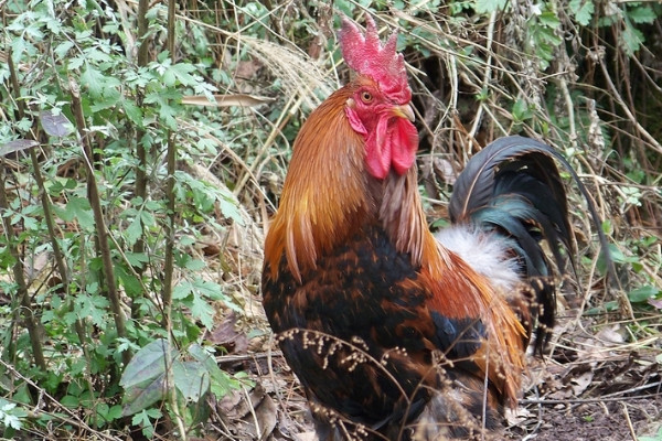 為什麼公雞會打鳴