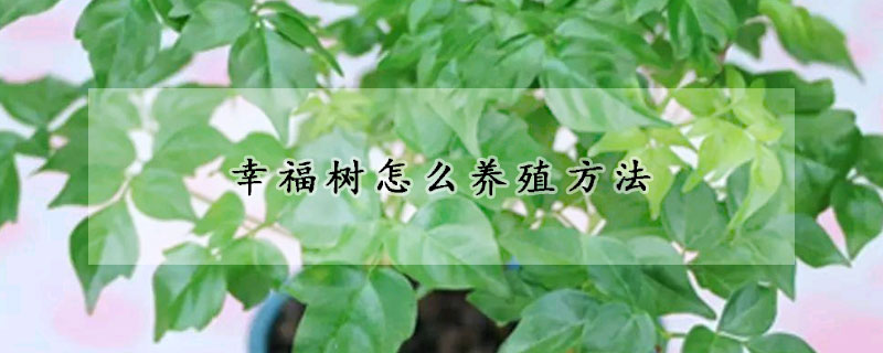 幸福樹怎麼養殖方法