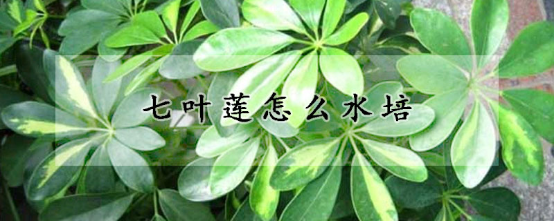 七葉蓮怎麼水培