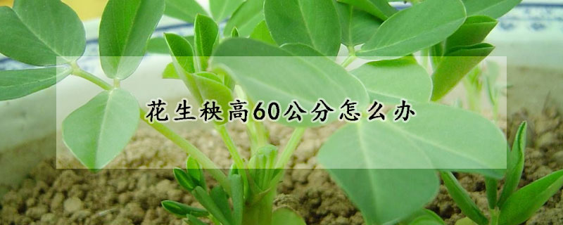 花生秧高60公分怎麼辦