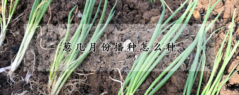 蔥幾月份播種怎麼種