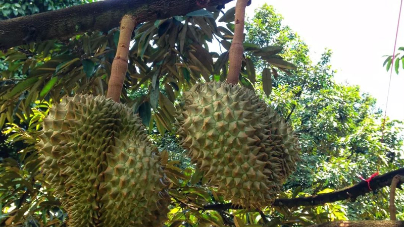 榴蓮怎麼種植視頻教程