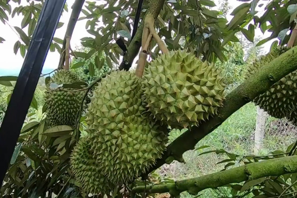 榴蓮怎麼種植視頻教程