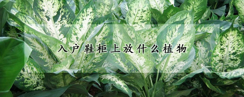 入戶鞋櫃上放什麼植物