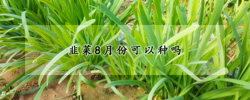 韭菜8月份可以種嗎