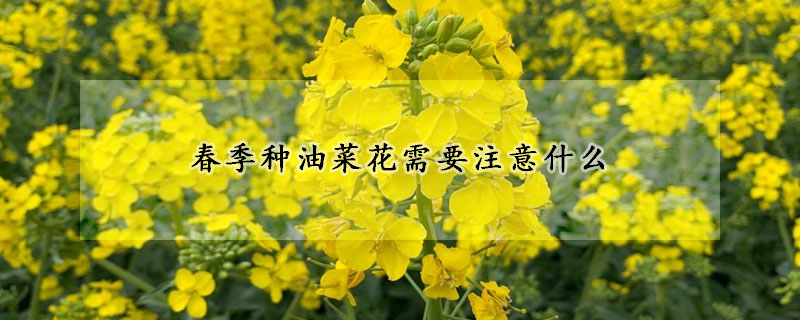 春季種油菜花需要注意什麼