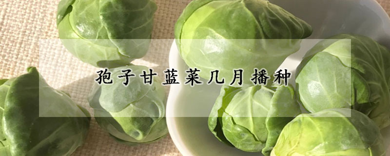 孢子甘藍菜幾月播種