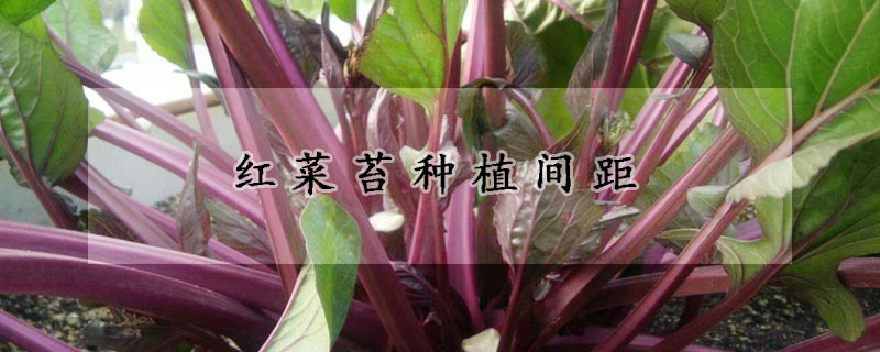 紅菜苔種植間距