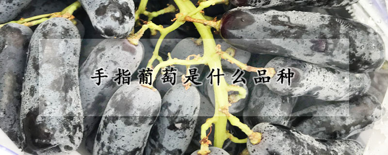 手指葡萄是什麼品種