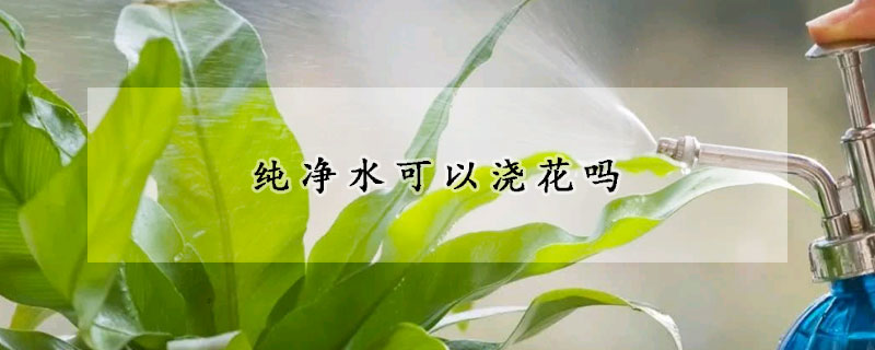 純淨水可以澆花嗎