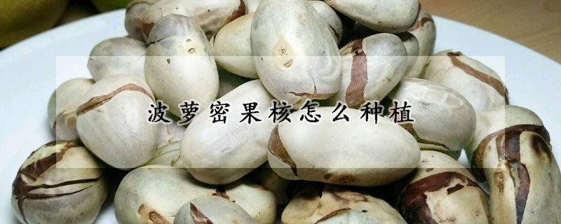 波蘿密果核怎麼種植