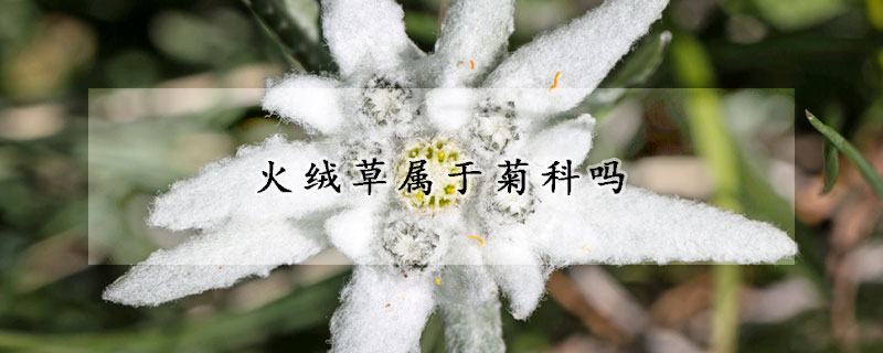 火絨草屬於菊科嗎