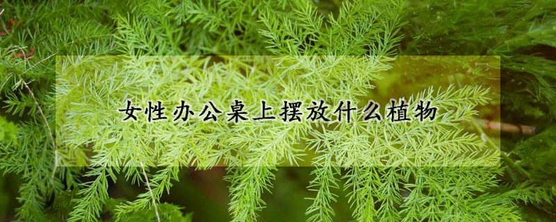 女性辦公桌上擺放什麼植物