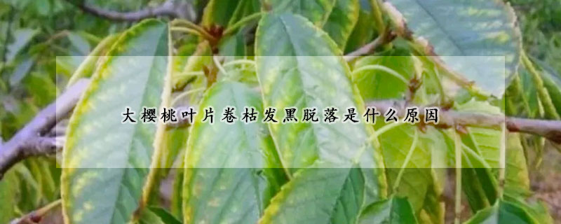 大櫻桃葉片卷枯發黑脫落是什麼原因