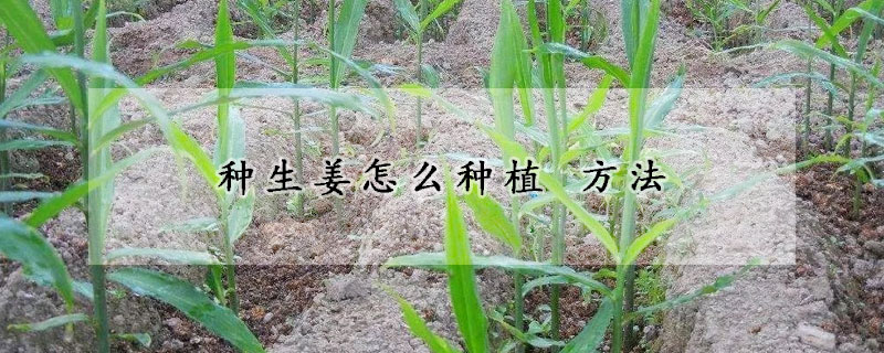 種生薑怎麼種植 方法