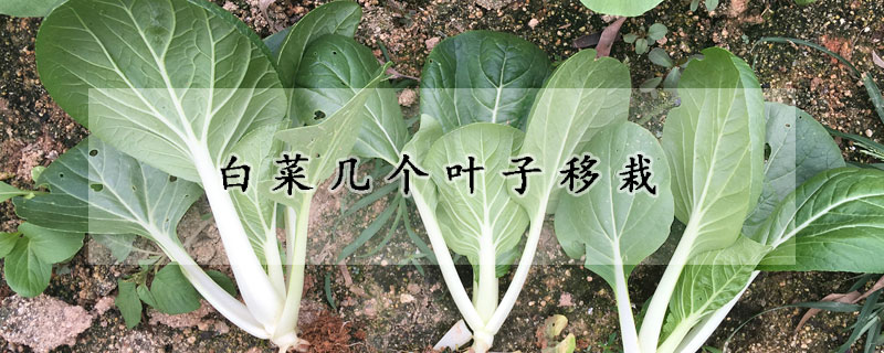 白菜幾個葉子移栽