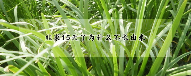 韭菜15天了為什麼不長出來