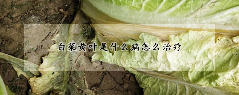 白菜黃葉是什麼病怎麼治療