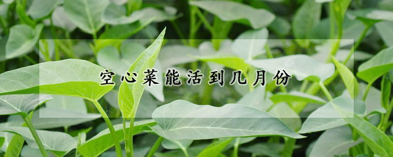 空心菜能活到幾月份