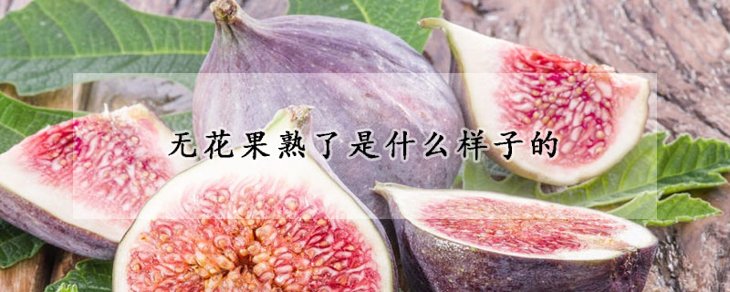 無花果熟了是什麼樣子的