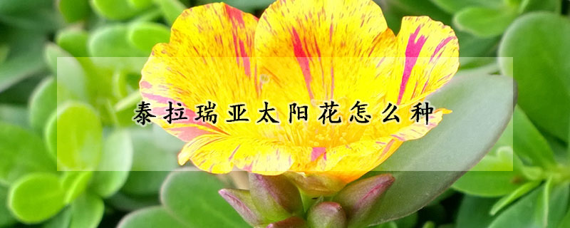 泰拉瑞亞太陽花怎麼種