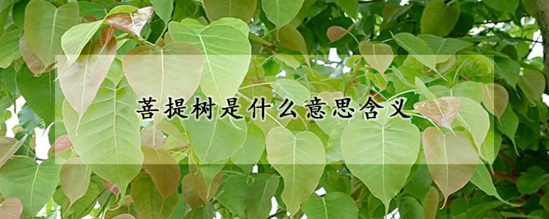 菩提樹是什麼意思含義