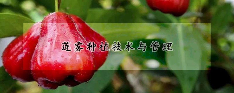 蓮霧種植技術與管理