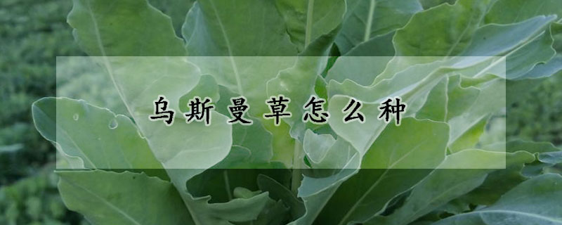 烏斯曼草怎麼種