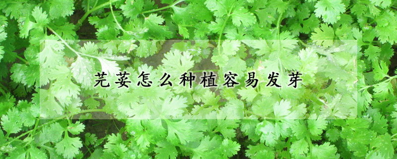 芫荽怎麼種植容易發芽