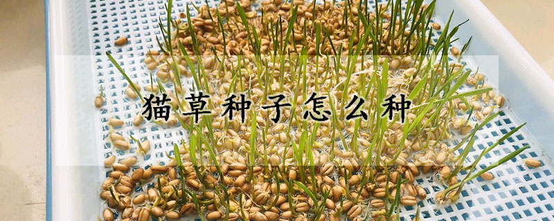 貓草種子怎麼種