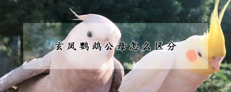 玄鳳鸚鵡公母怎麼區分