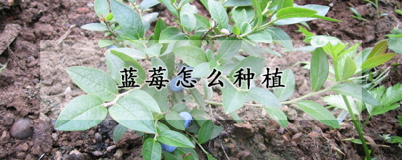 藍莓怎麼種植