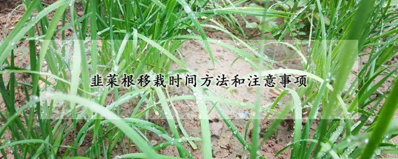 韭菜根移栽時間方法和注意事項