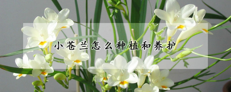 小蒼蘭怎麼種植和養護