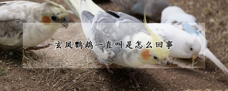 玄鳳鸚鵡一直叫是怎麼回事