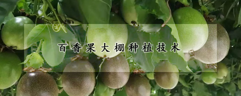 百香果大棚種植技術