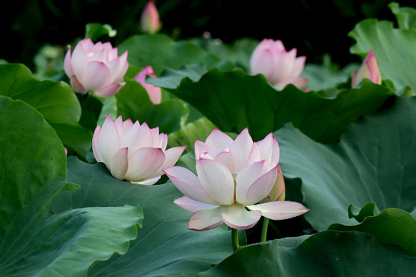 春夏秋冬各開什麼花