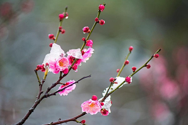 春夏秋冬各開什麼花