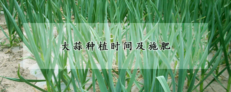 大蒜種植時間及施肥